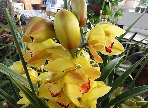 大花蕙兰适用于室内花架、阳台、窗台摆放，花朵硕大娇艳