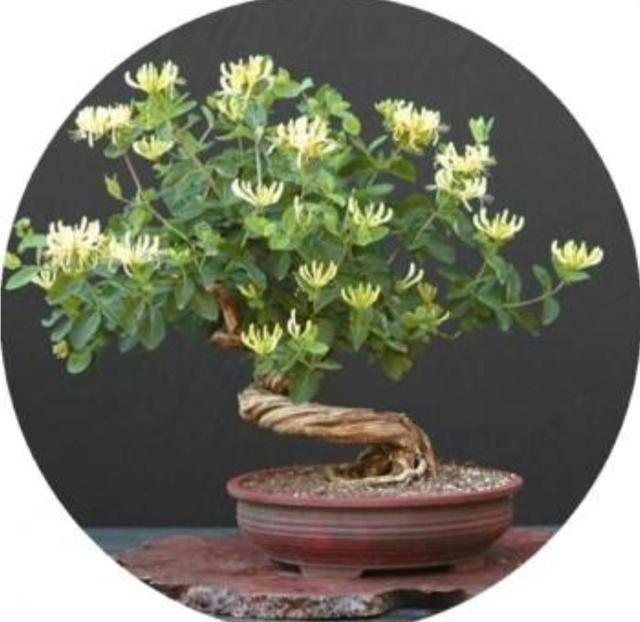 【药用观赏花卉】金银花的繁殖与盆栽管理，金银满盆，黄白相映