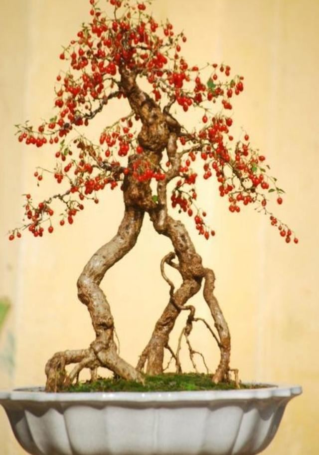 红珠垂挂的枸杞盆景，不但可供观赏，嫩梢还可作蔬菜食用