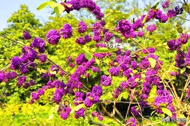 紫珠，既能观花又能赏果，紫色果实挂满树，做成盆景美极了