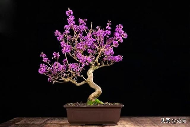 紫珠，既能观花又能赏果，紫色果实挂满树，做成盆景美极了