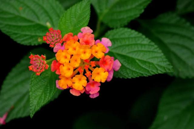 花姿柔美、花色变幻的五色梅，只要阳光充足的地方就能栽种