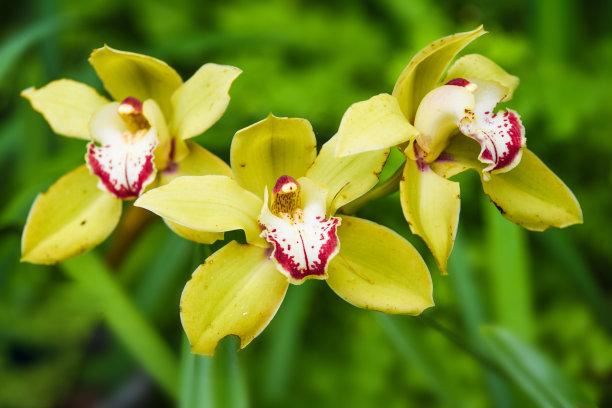 大花蕙兰适用于室内花架、阳台、窗台摆放，花朵硕大娇艳