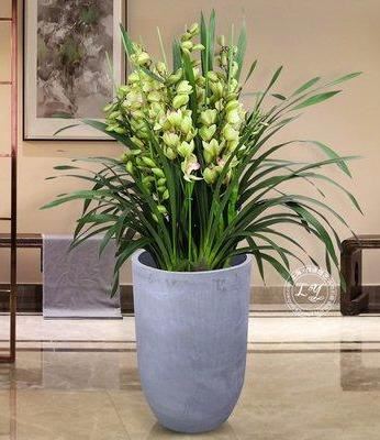 大花蕙兰适用于室内花架、阳台、窗台摆放，花朵硕大娇艳