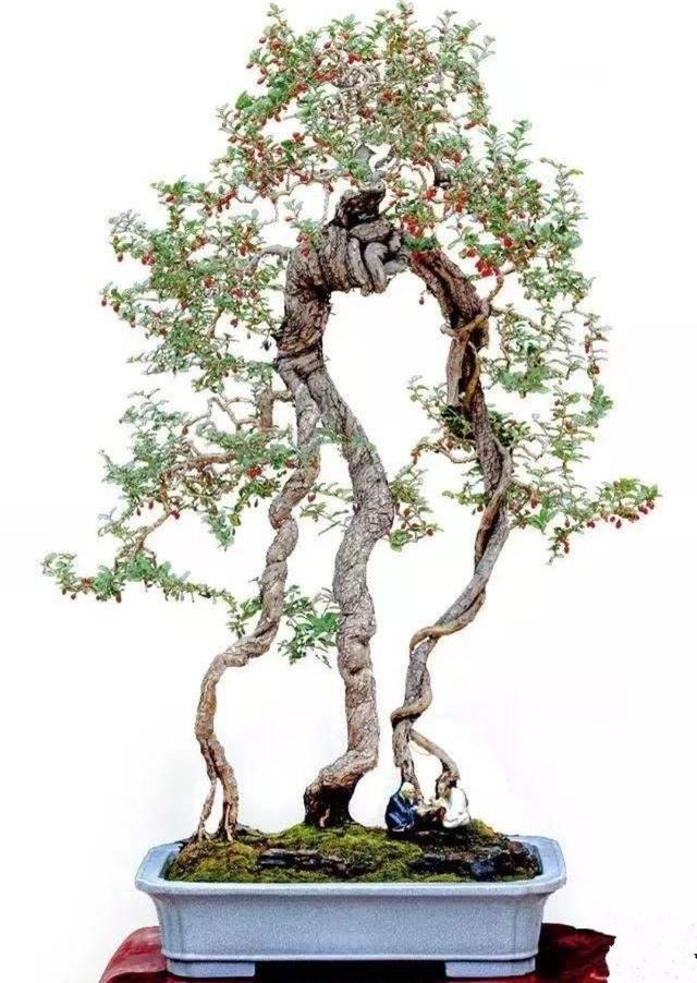 红珠垂挂的枸杞盆景，不但可供观赏，嫩梢还可作蔬菜食用