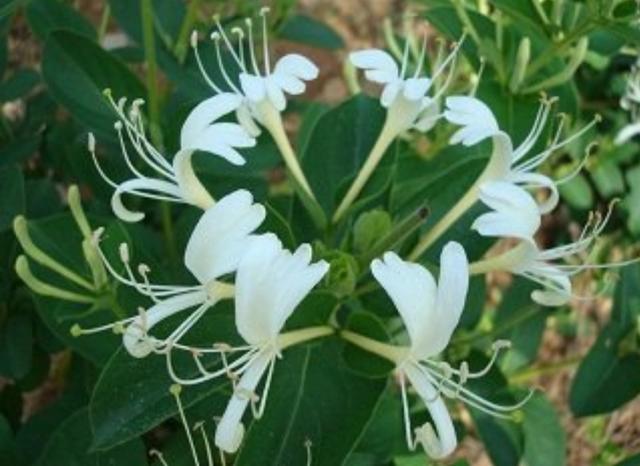 【药用观赏花卉】金银花的繁殖与盆栽管理，金银满盆，黄白相映
