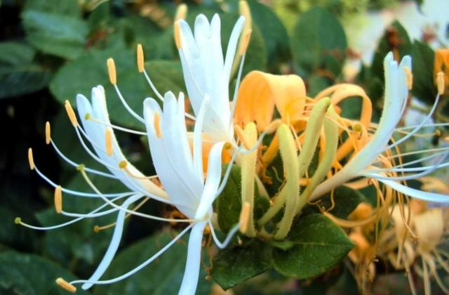 【药用观赏花卉】金银花的繁殖与盆栽管理，金银满盆，黄白相映