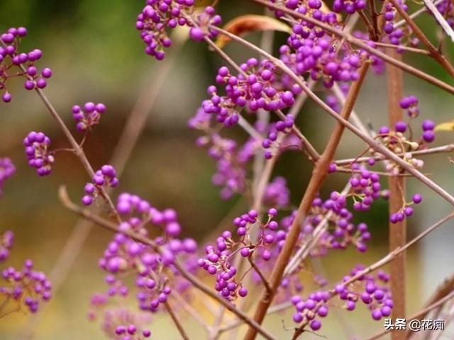 紫珠，既能观花又能赏果，紫色果实挂满树，做成盆景美极了