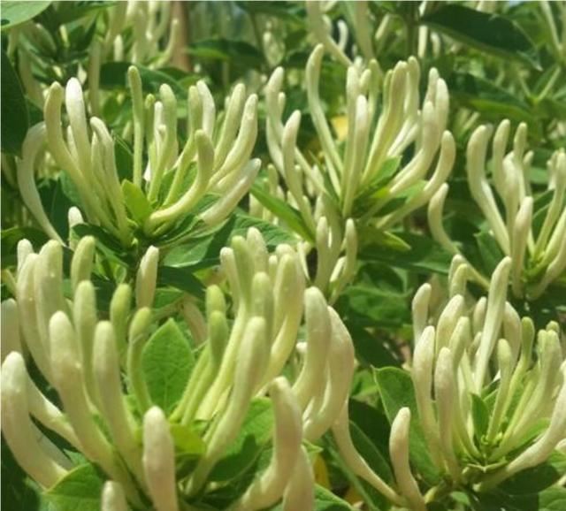 【药用观赏花卉】金银花的繁殖与盆栽管理，金银满盆，黄白相映