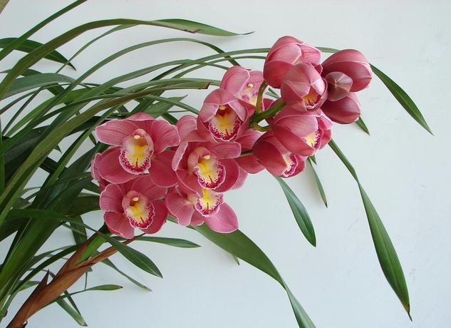 大花蕙兰适用于室内花架、阳台、窗台摆放，花朵硕大娇艳