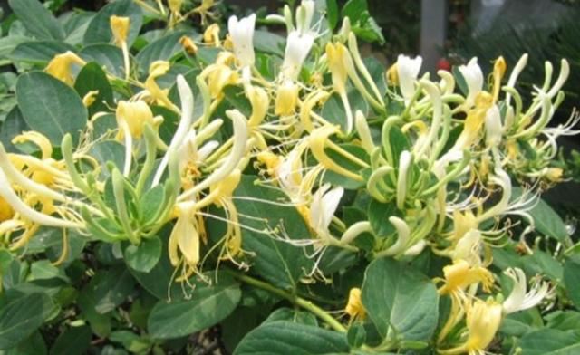 【药用观赏花卉】金银花的繁殖与盆栽管理，金银满盆，黄白相映