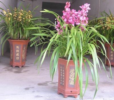 大花蕙兰适用于室内花架、阳台、窗台摆放，花朵硕大娇艳
