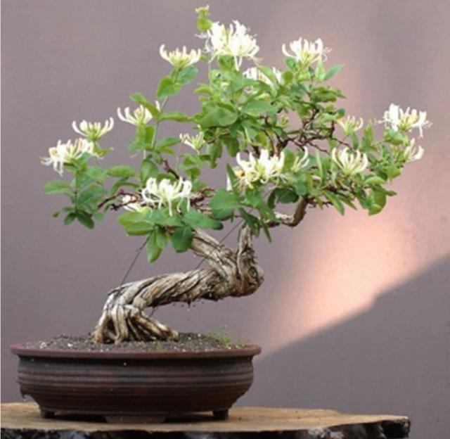【药用观赏花卉】金银花的繁殖与盆栽管理，金银满盆，黄白相映