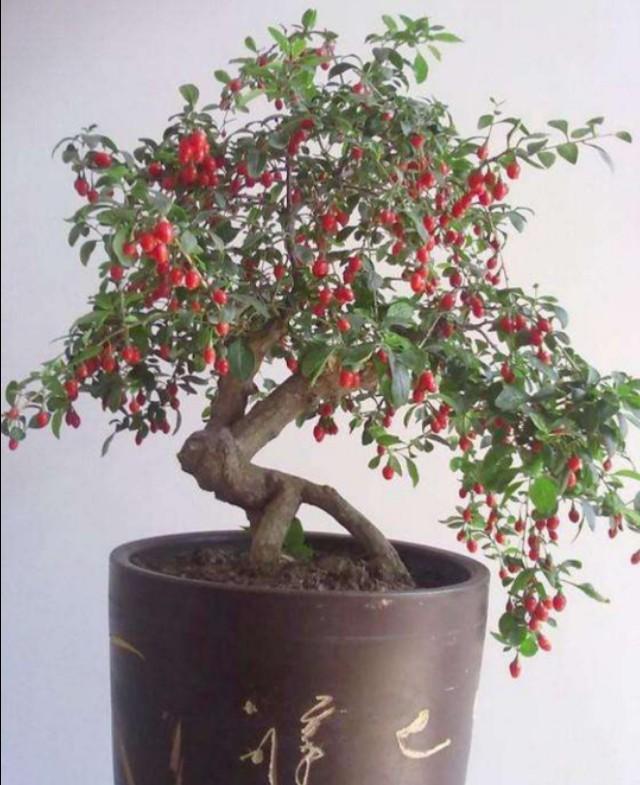 红珠垂挂的枸杞盆景，不但可供观赏，嫩梢还可作蔬菜食用