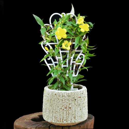 高颜值家居装饰植物｜法国耐寒爬藤花卉香水茉莉花的简单养护方法