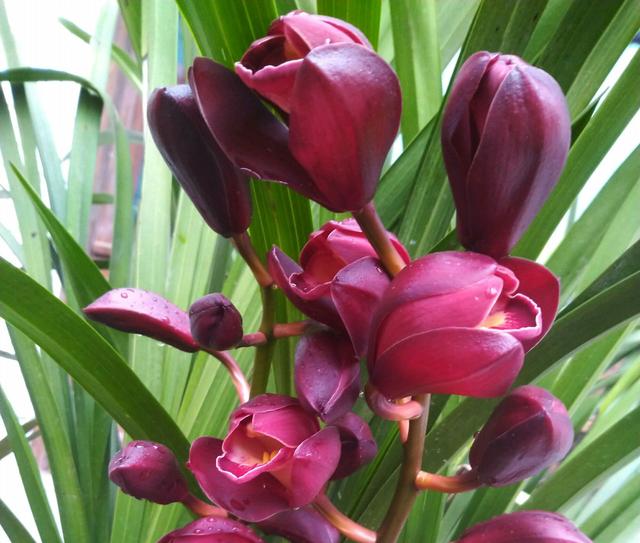 大花蕙兰适用于室内花架、阳台、窗台摆放，花朵硕大娇艳