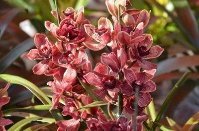 大花蕙兰适用于室内花架、阳台、窗台摆放，花朵硕大娇艳