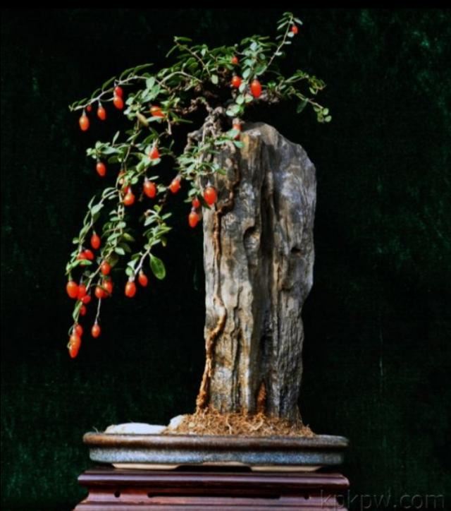 红珠垂挂的枸杞盆景，不但可供观赏，嫩梢还可作蔬菜食用