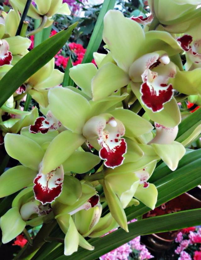 大花蕙兰适用于室内花架、阳台、窗台摆放，花朵硕大娇艳