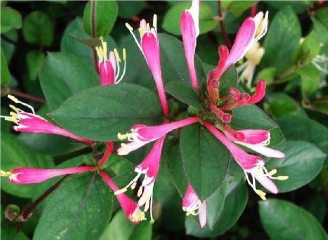 【药用观赏花卉】金银花的繁殖与盆栽管理，金银满盆，黄白相映