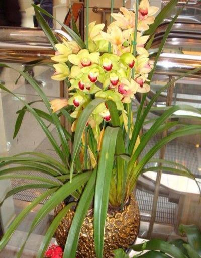 大花蕙兰适用于室内花架、阳台、窗台摆放，花朵硕大娇艳