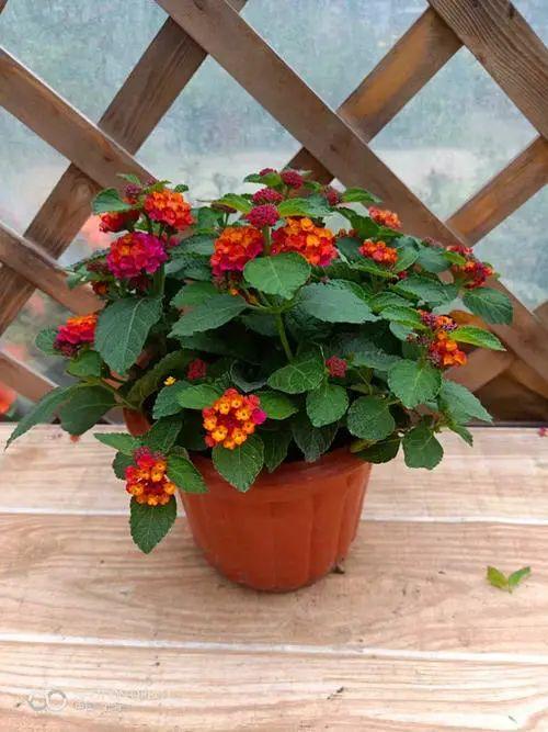 花姿柔美、花色变幻的五色梅，只要阳光充足的地方就能栽种