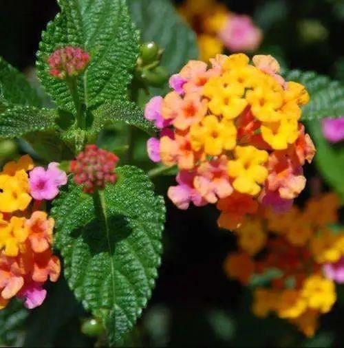 花姿柔美、花色变幻的五色梅，只要阳光充足的地方就能栽种