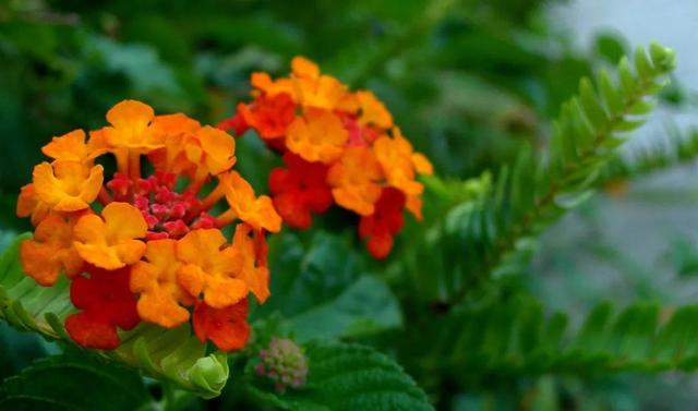 花姿柔美、花色变幻的五色梅，只要阳光充足的地方就能栽种