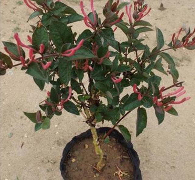 【药用观赏花卉】金银花的繁殖与盆栽管理，金银满盆，黄白相映