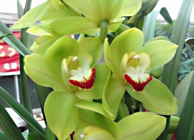 大花蕙兰适用于室内花架、阳台、窗台摆放，花朵硕大娇艳