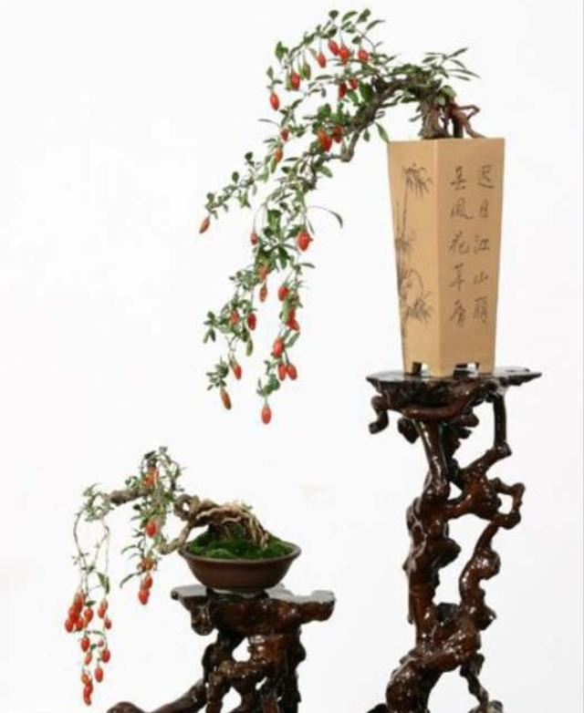 红珠垂挂的枸杞盆景，不但可供观赏，嫩梢还可作蔬菜食用