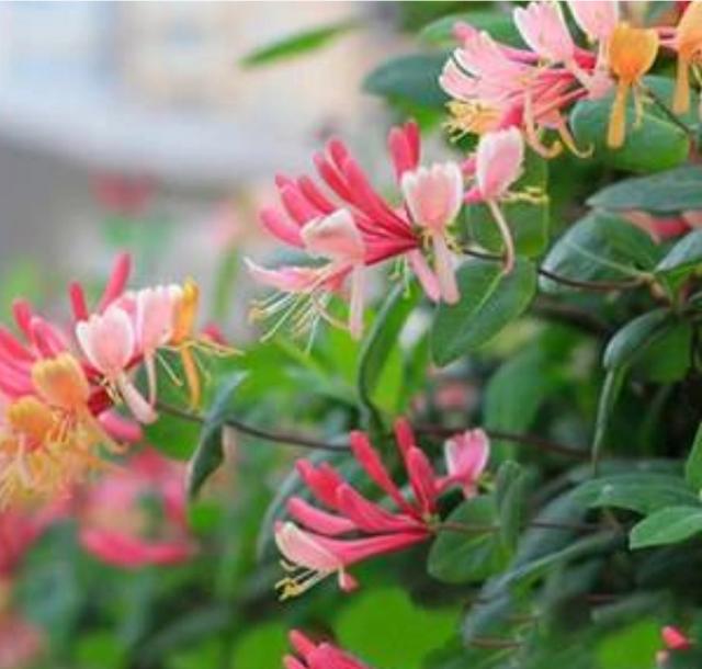 【药用观赏花卉】金银花的繁殖与盆栽管理，金银满盆，黄白相映