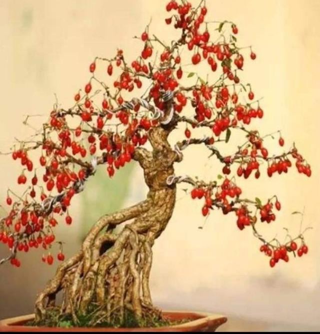 红珠垂挂的枸杞盆景，不但可供观赏，嫩梢还可作蔬菜食用