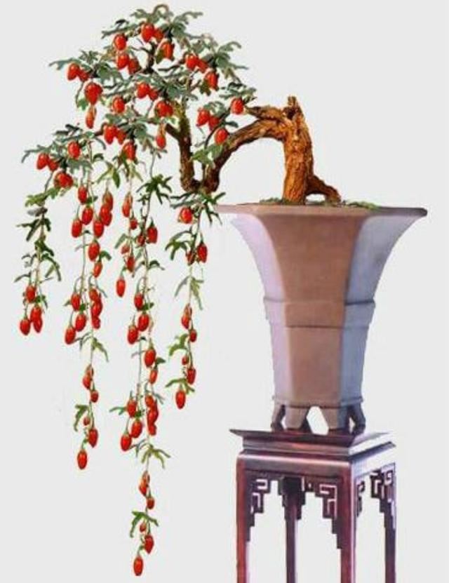 红珠垂挂的枸杞盆景，不但可供观赏，嫩梢还可作蔬菜食用