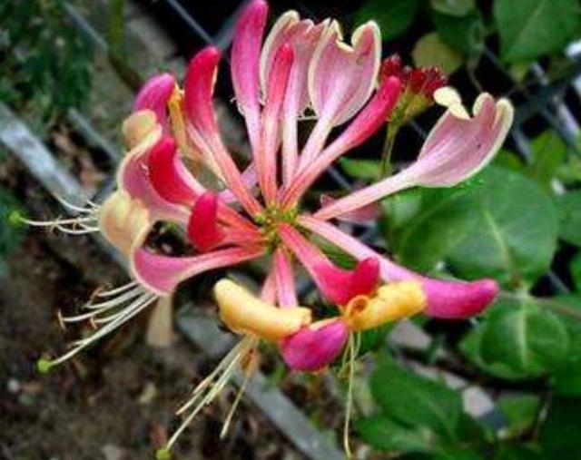 【药用观赏花卉】金银花的繁殖与盆栽管理，金银满盆，黄白相映