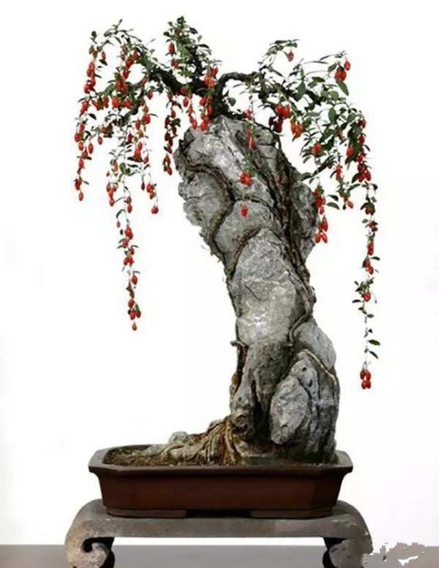 红珠垂挂的枸杞盆景，不但可供观赏，嫩梢还可作蔬菜食用