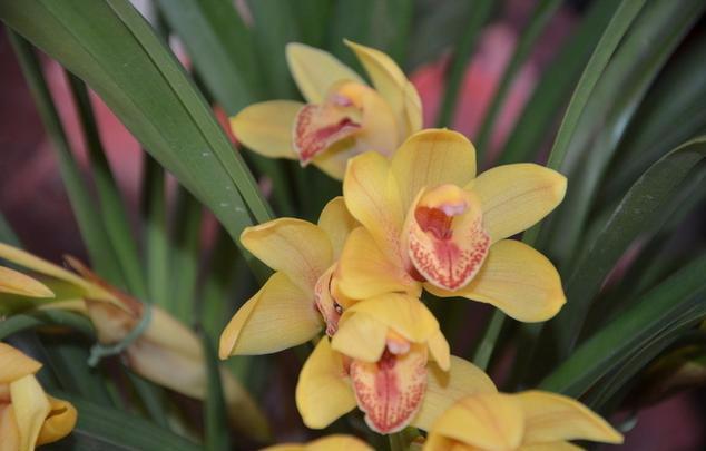 大花蕙兰适用于室内花架、阳台、窗台摆放，花朵硕大娇艳