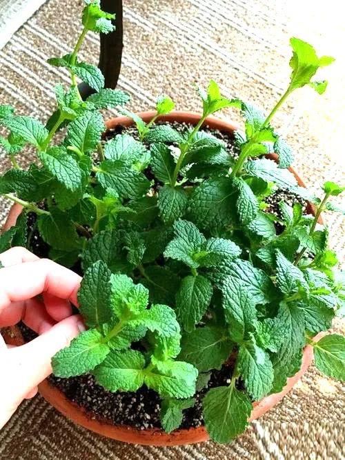 花姿柔美、花色变幻的五色梅，只要阳光充足的地方就能栽种