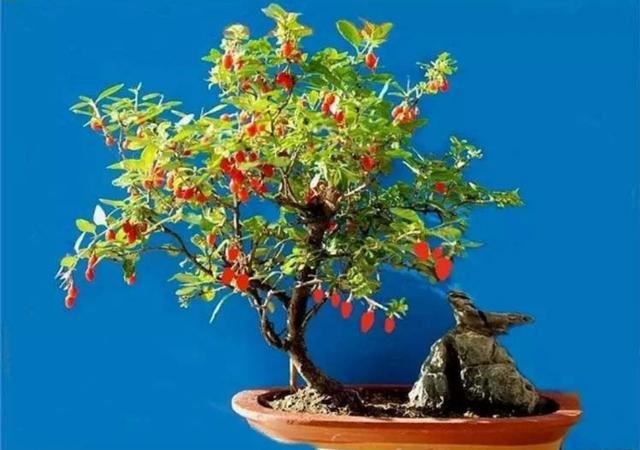 红珠垂挂的枸杞盆景，不但可供观赏，嫩梢还可作蔬菜食用