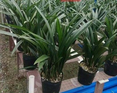 大花蕙兰适用于室内花架、阳台、窗台摆放，花朵硕大娇艳