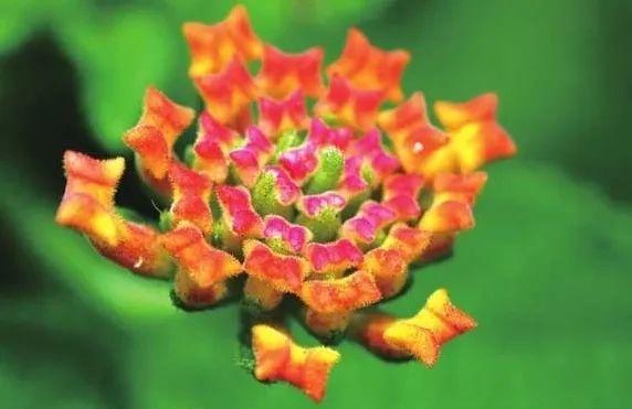 花姿柔美、花色变幻的五色梅，只要阳光充足的地方就能栽种