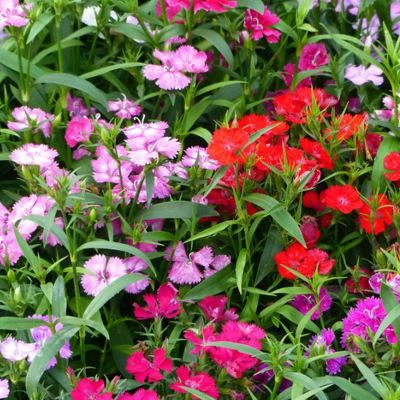 “五彩石竹”怎么养护？做好关键几点，花苞多花色艳，花期又更长