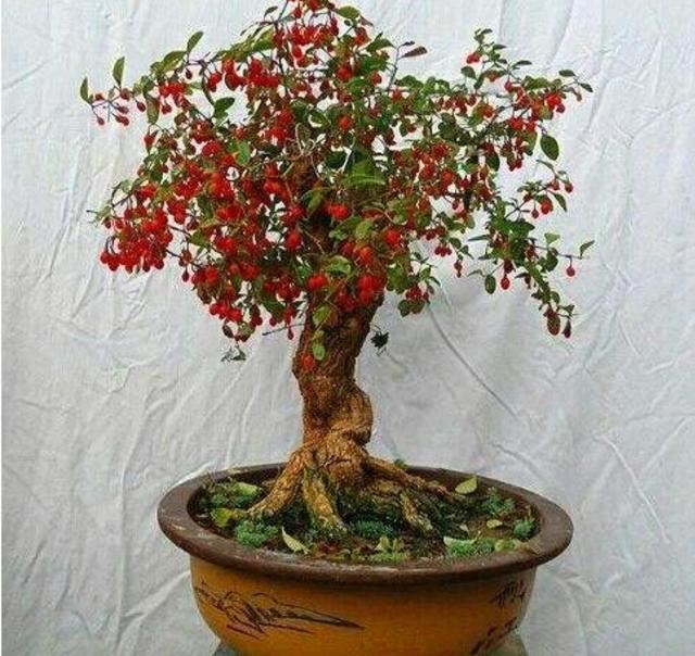 红珠垂挂的枸杞盆景，不但可供观赏，嫩梢还可作蔬菜食用