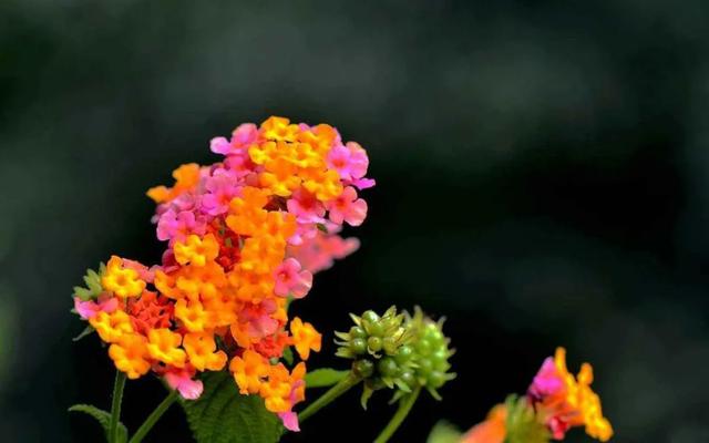 花姿柔美、花色变幻的五色梅，只要阳光充足的地方就能栽种