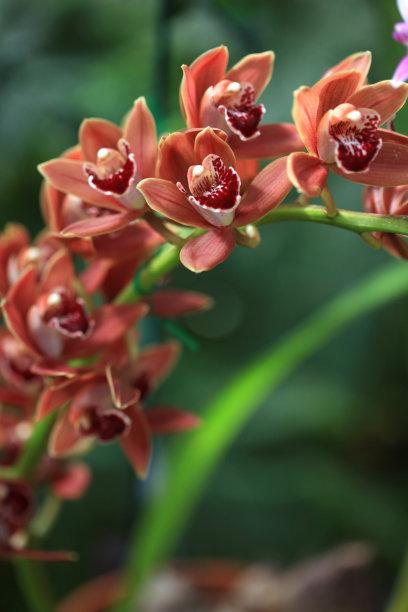 大花蕙兰适用于室内花架、阳台、窗台摆放，花朵硕大娇艳