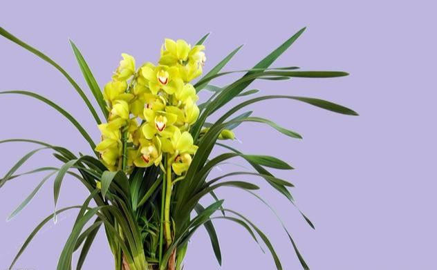 大花蕙兰适用于室内花架、阳台、窗台摆放，花朵硕大娇艳