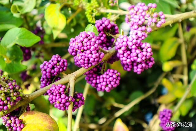 紫珠，既能观花又能赏果，紫色果实挂满树，做成盆景美极了