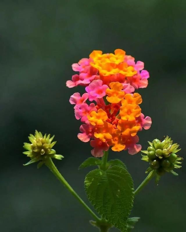 花姿柔美、花色变幻的五色梅，只要阳光充足的地方就能栽种