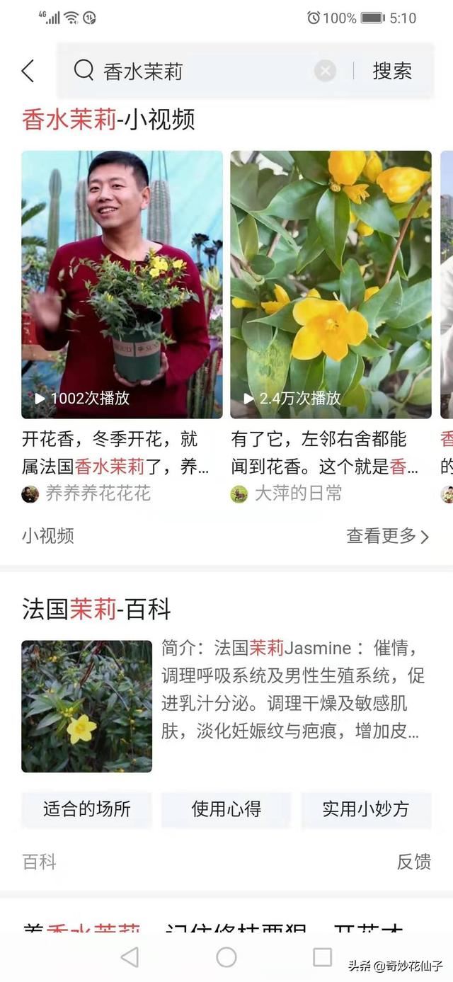 高颜值家居装饰植物｜法国耐寒爬藤花卉香水茉莉花的简单养护方法