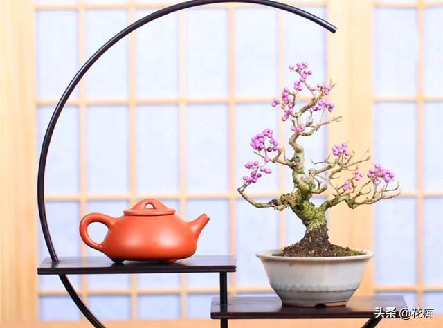 紫珠，既能观花又能赏果，紫色果实挂满树，做成盆景美极了